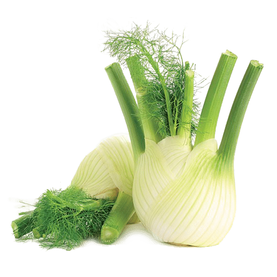 FENOUIL