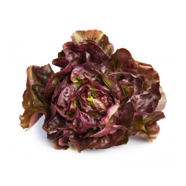 SALADE ROUGETTE BIO (à l'Unité)