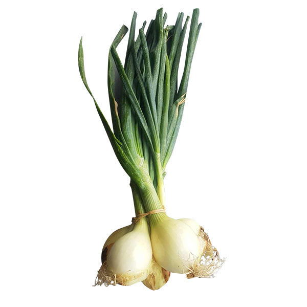 BOTTE D'OIGNON (à l'Unité)