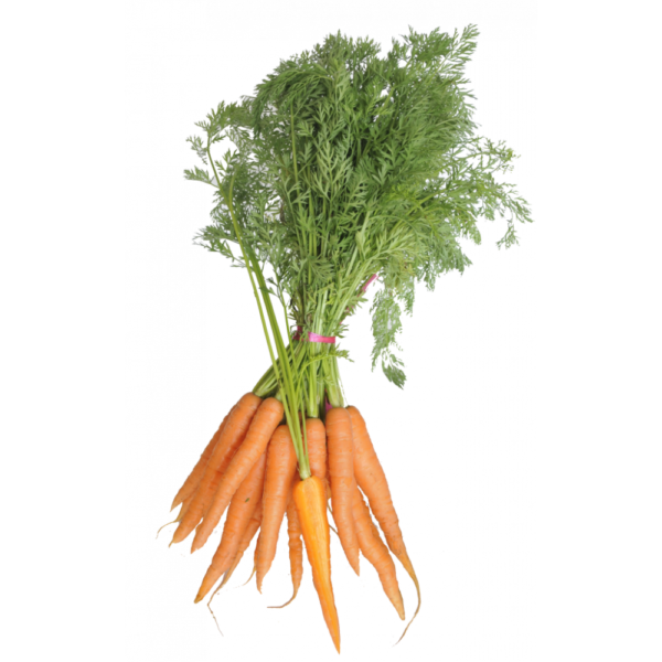 BOTTE DE CAROTTE (à l'Unité)