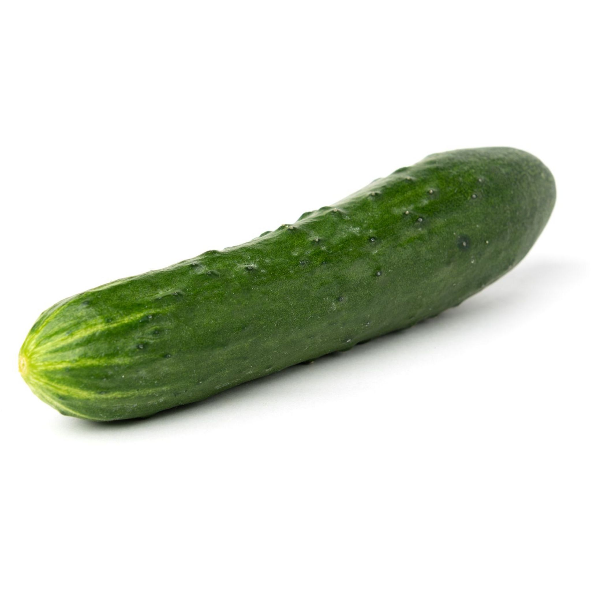 CONCOMBRE NOA BIO (à l'Unité)